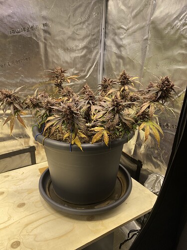 Growreport Bild 2