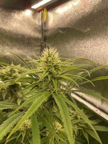 Growreport Bild 13