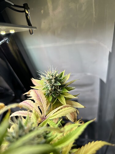 Growreport Bild 7