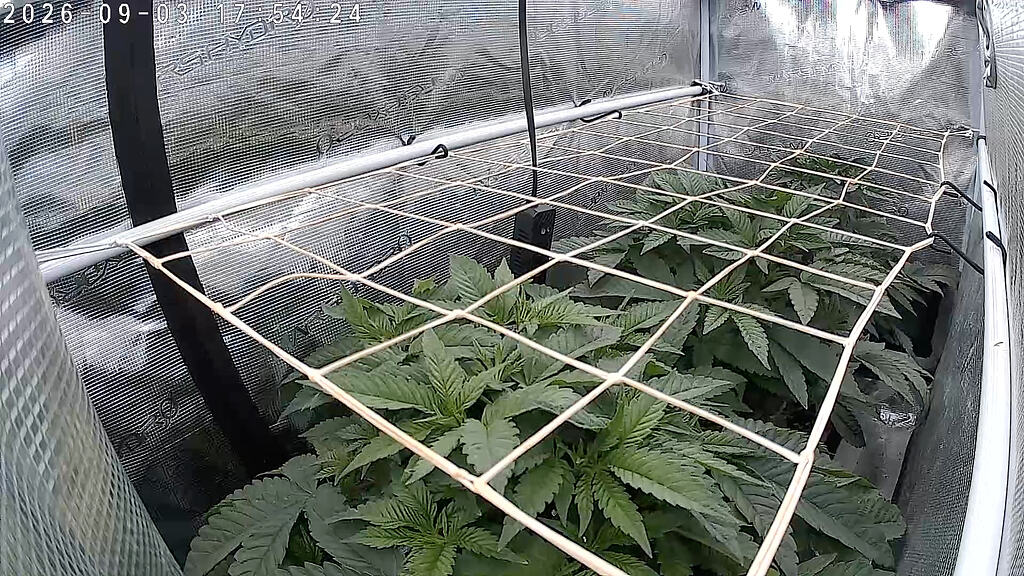 …und wieder im kalten Keller - Royal Runtz - RQS + Girl Scout Cookies - Kannabia