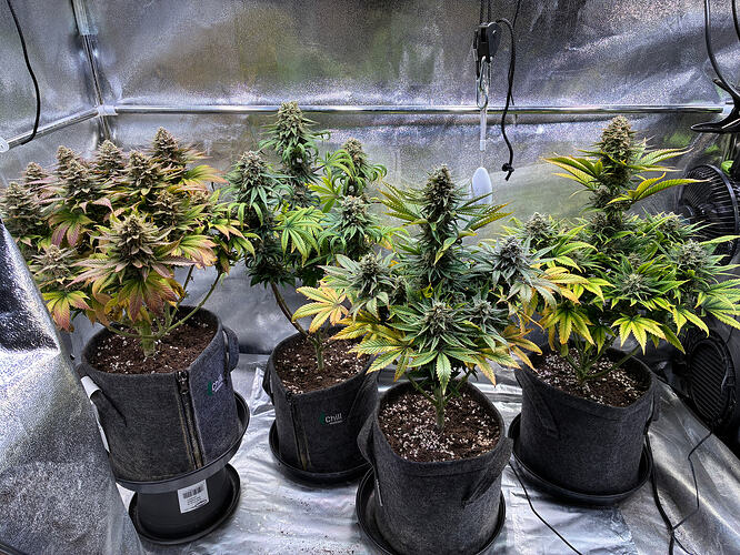 Growreport Bild 4