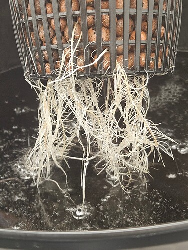 Growreport Bild 3