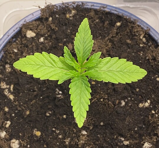 Growreport Bild 15