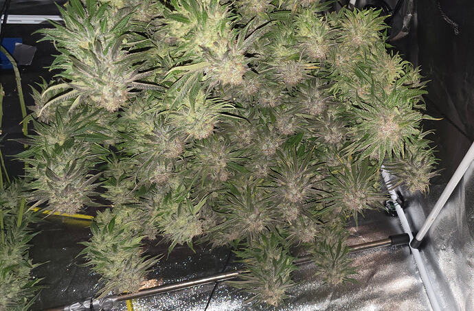 Growreport Bild 36