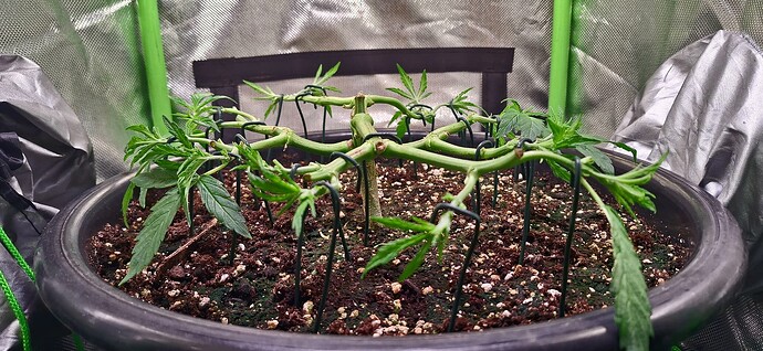 Growreport Bild 5
