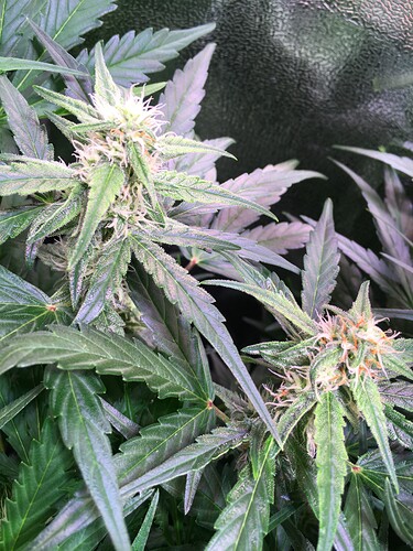 Growreport Bild 7