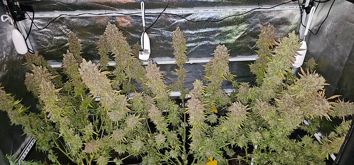 Growreport Bild 55
