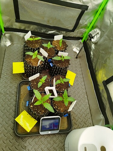 Mehrere junge Cannabispflanzen in kleinen Töpfen stehen in einem Growzelt. Eine Pflanze ist deutlich größer als die anderen und zeigt bereits mehrere Blattpaare. Ein kleines digitales Messgerät ist auf dem Tablett neben den Pflanzen platziert.