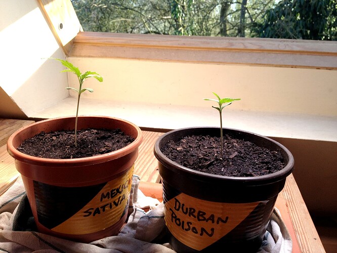 Zwei junge Cannabissämlinge in Töpfen auf einer Fensterbank, beschriftet mit Mexican Sativa und Durban Poison.
