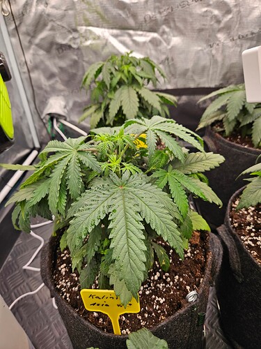Growreport Bild 13
