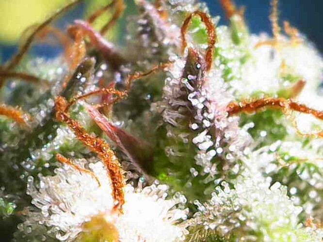 Growreport Bild 16