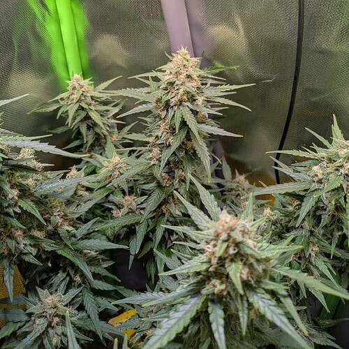 Growreport Bild 53