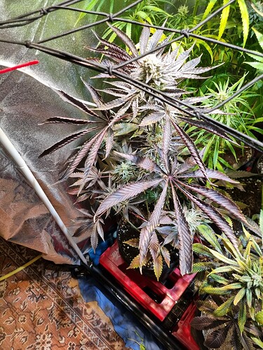 Eine Cannabis-Pflanze in der Blütephase mit dunkelroten Blättern und sichtbaren Blütenständen, die in einem Zelt wächst.