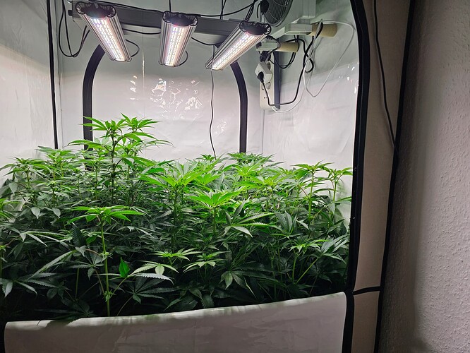Growreport Bild 1