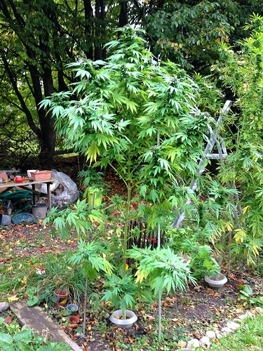 Grow25_1014b_2