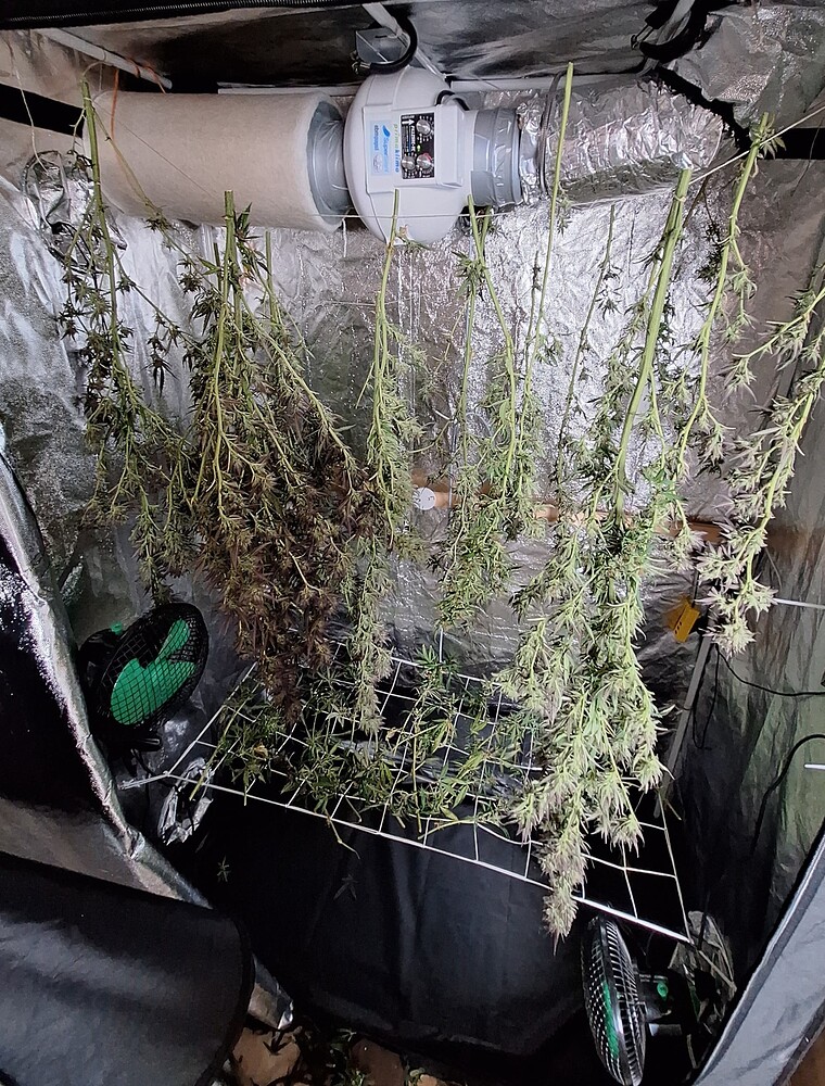 Sativa(lastig) only, mein erster legaler Anbau🥳