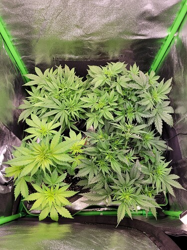 Growreport Bild 3