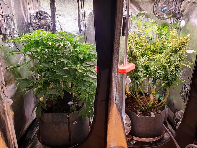 Growreport Bild 1