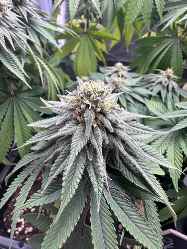 Growreport Bild 55