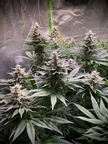 Growreport Bild 19