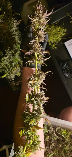 Growreport Bild 76