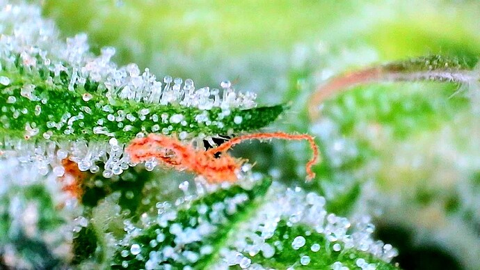 Growreport Bild 12