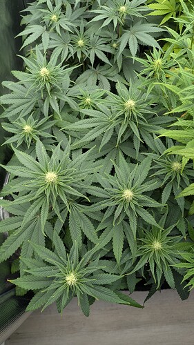 Growreport Bild 12