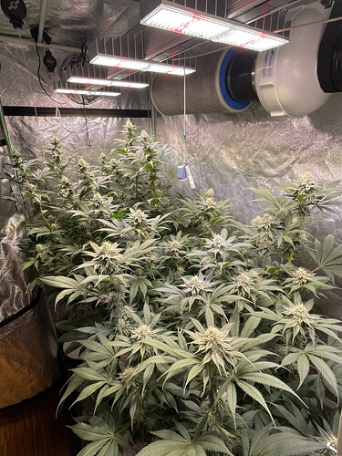 Growreport Bild 6