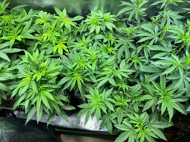 Growreport Bild 2