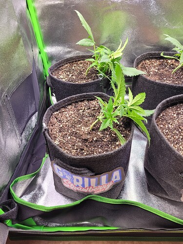 Growreport Bild 16