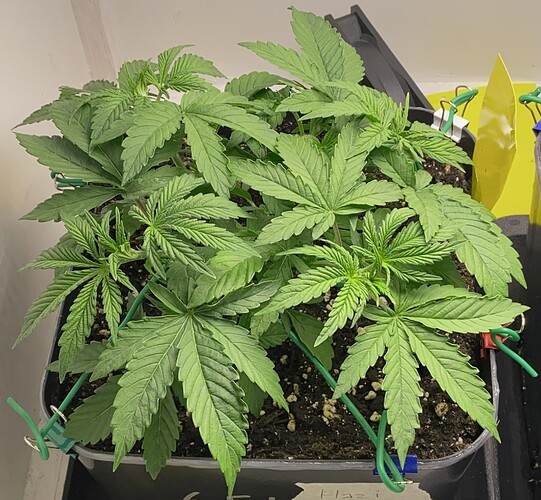 Growreport Bild 29