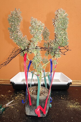Growreport Bild 3