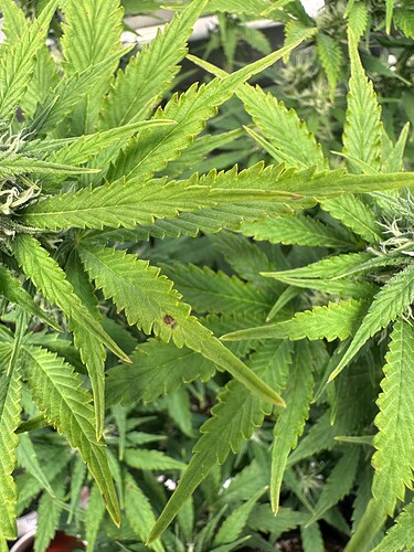 Growreport Bild 2