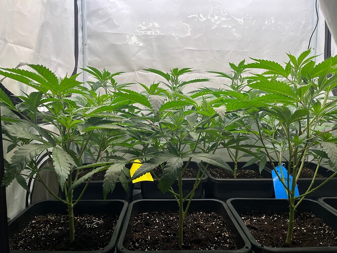 Growreport Bild 32