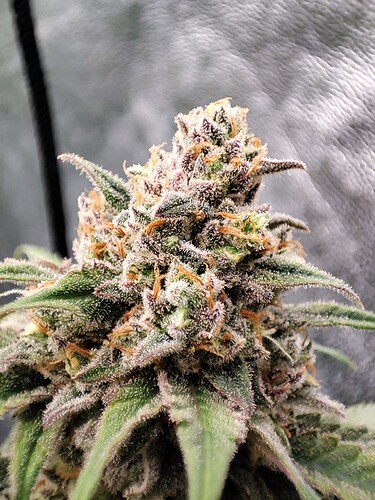 Growreport Bild 6