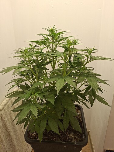Growreport Bild 74