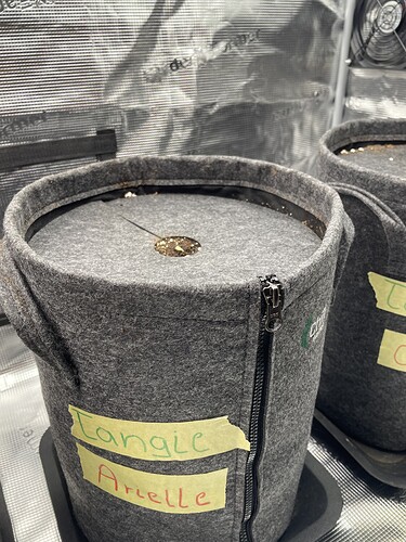 Ein Keimling sprießt aus der Erde in einem grauen Stofftopf. Auf dem Topf sind zwei handgeschriebene Etiketten angebracht.