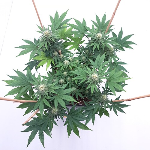Growreport Bild 6