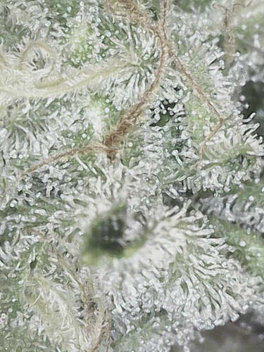 Growreport Bild 16