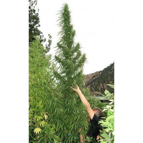 Muay_Thai___Super_Auto_by_Flash_Seeds_5602-4