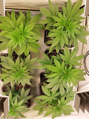 Growreport Bild 4