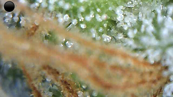 Growreport Bild 4