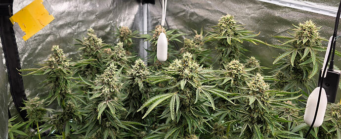 Growreport Bild 58
