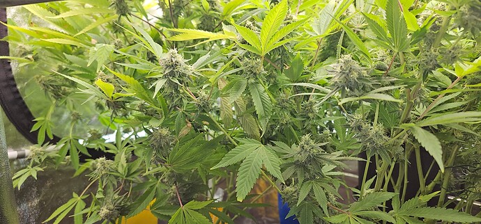 Growreport Bild 32