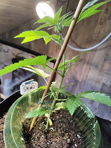 Growreport Bild 2