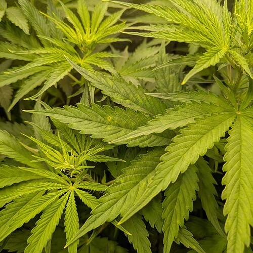 Growreport Bild 31