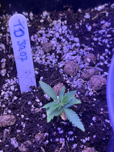 Growreport Bild 25
