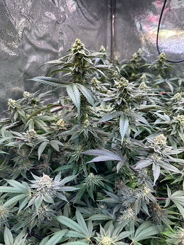 IMG_1619