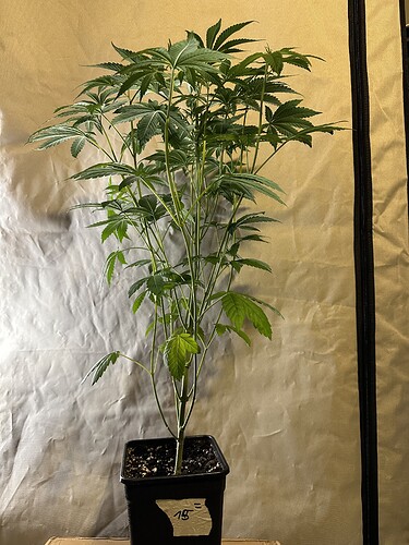 Growreport Bild 11