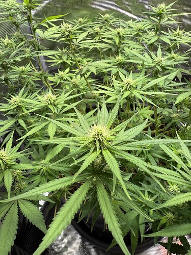 Growreport Bild 35